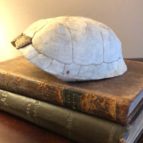 Box Turtle Shell Found In Nature - Picture 7 of 7